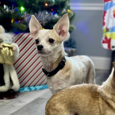 Little bit, an adoptable Chihuahua, Papillon in St. Peters, MO, 63376 | Photo Image 1