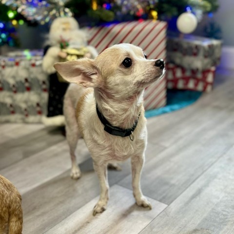 Little bit, an adoptable Chihuahua, Papillon in St. Peters, MO, 63376 | Photo Image 2