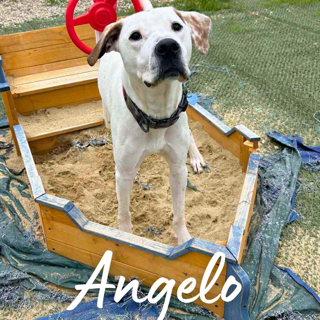 Angelo, an adoptable Mixed Breed in South Portland, ME, 04106 | Photo Image 1