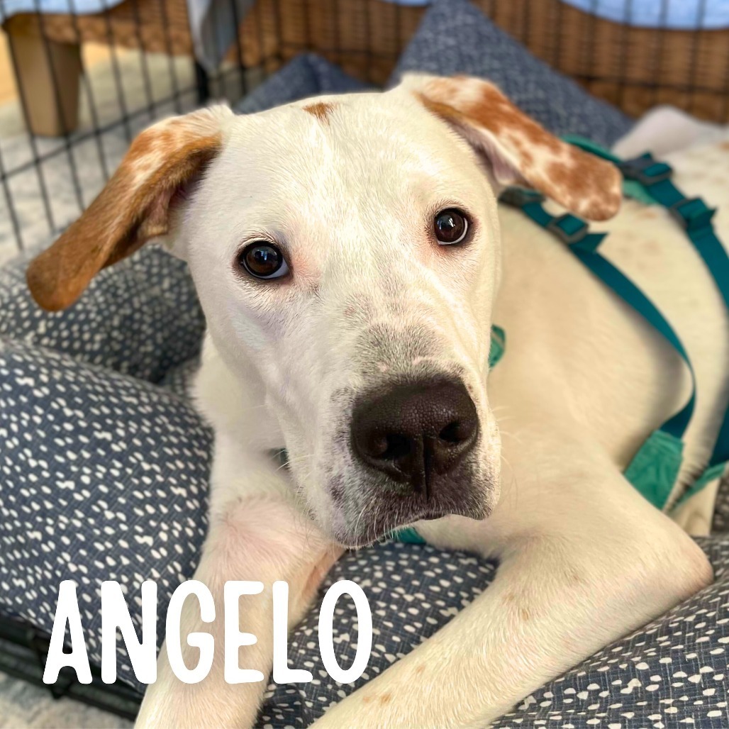 Angelo, an adoptable Mixed Breed in South Portland, ME, 04106 | Photo Image 2