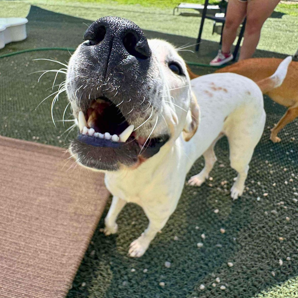 Angelo, an adoptable Mixed Breed in South Portland, ME, 04106 | Photo Image 3