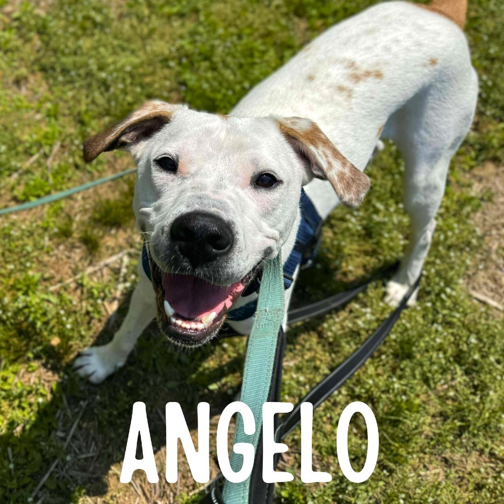 Angelo