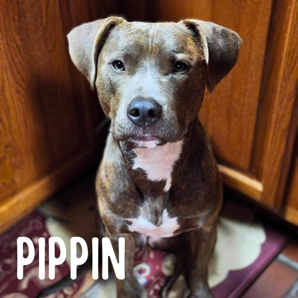 Pippin