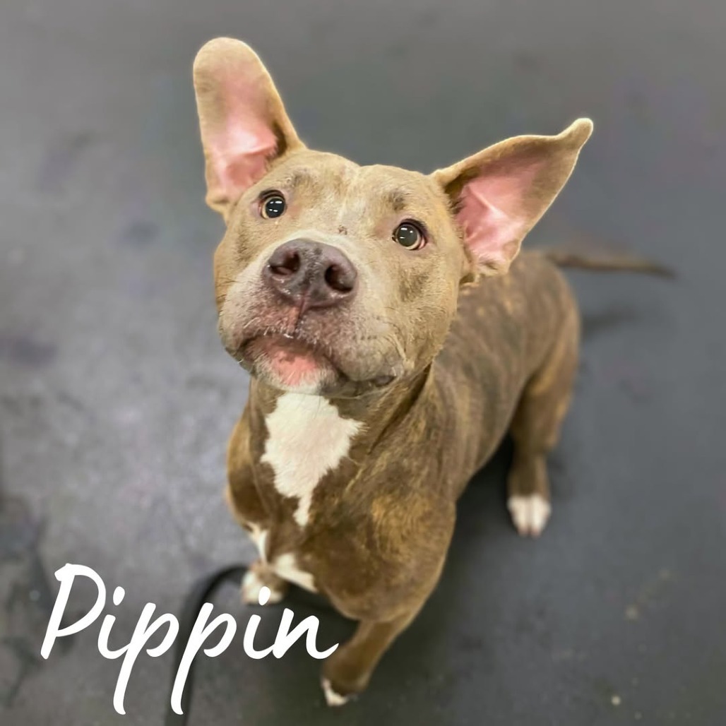 Pippin