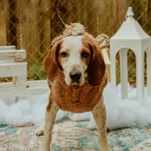 Richard, Adult Male Beagle
