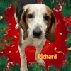 Richard photo 3