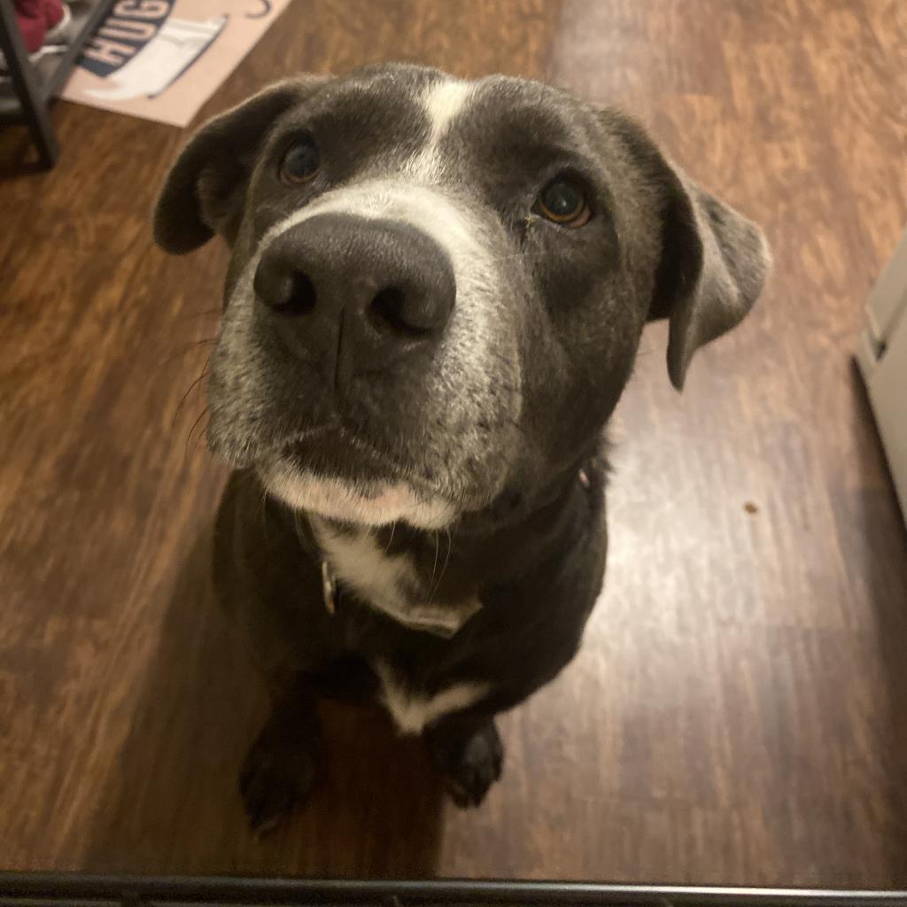 Blue, an adoptable Black Labrador Retriever, Mixed Breed in Rochester, MN, 55903 | Photo Image 1