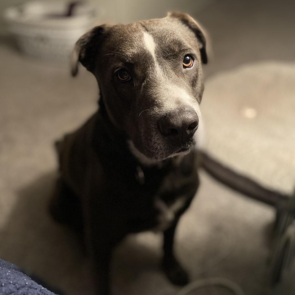 Blue, an adoptable Black Labrador Retriever, Mixed Breed in Rochester, MN, 55903 | Photo Image 2