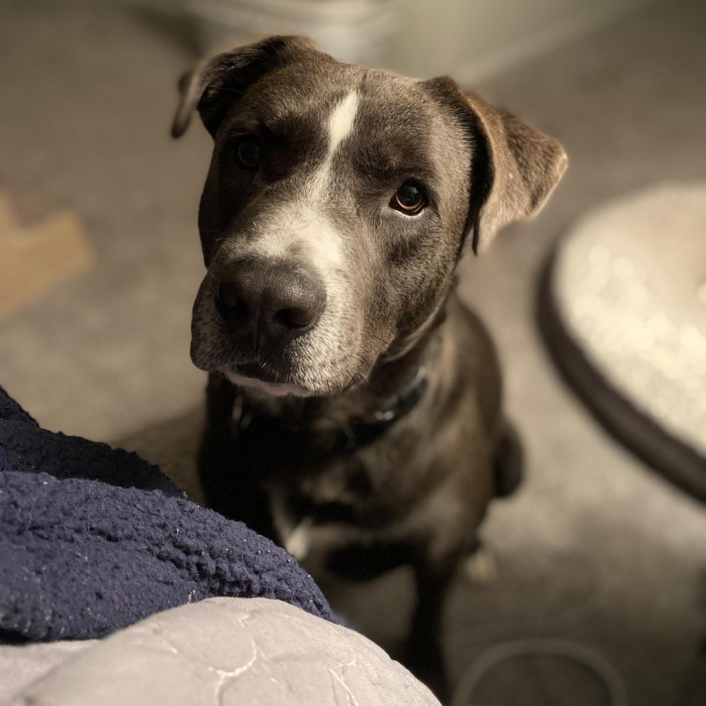 Blue, an adoptable Black Labrador Retriever, Mixed Breed in Rochester, MN, 55903 | Photo Image 3