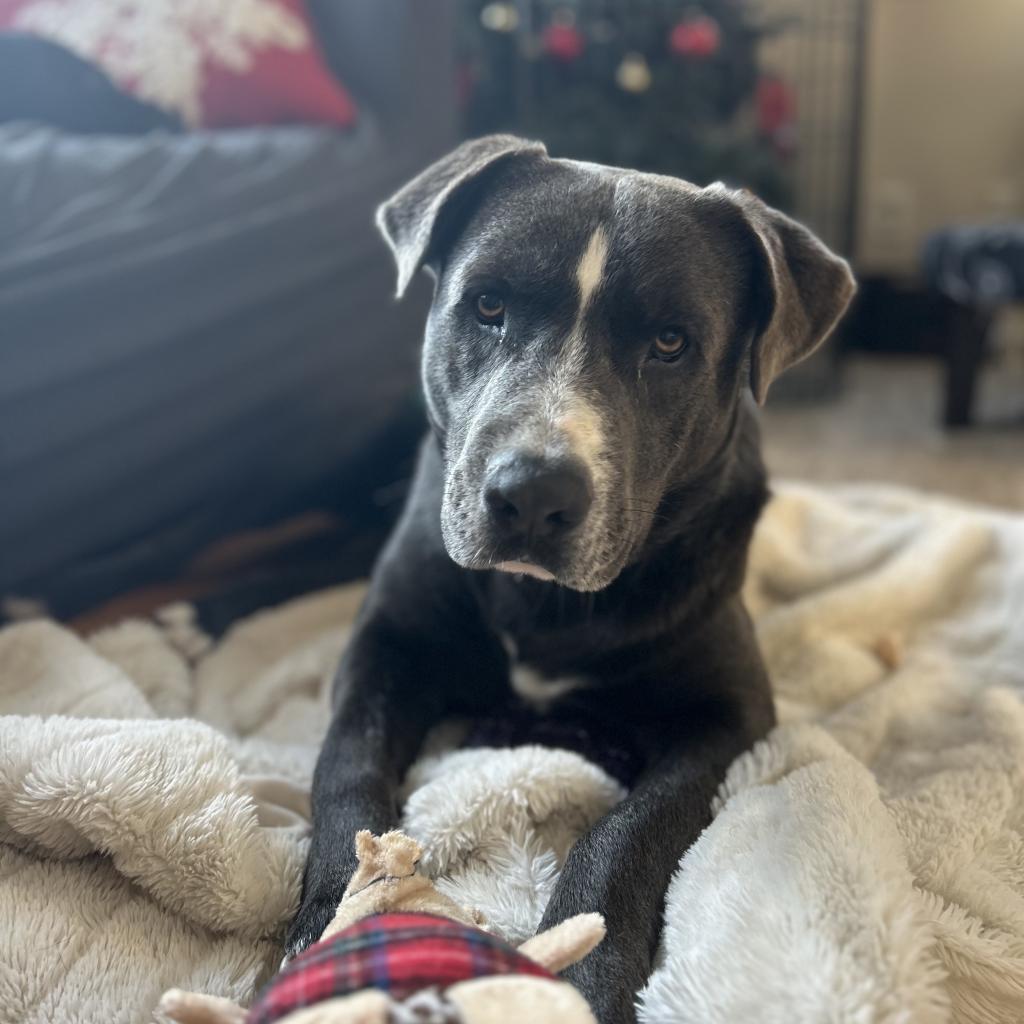 Blue, an adoptable Black Labrador Retriever, Mixed Breed in Rochester, MN, 55903 | Photo Image 4