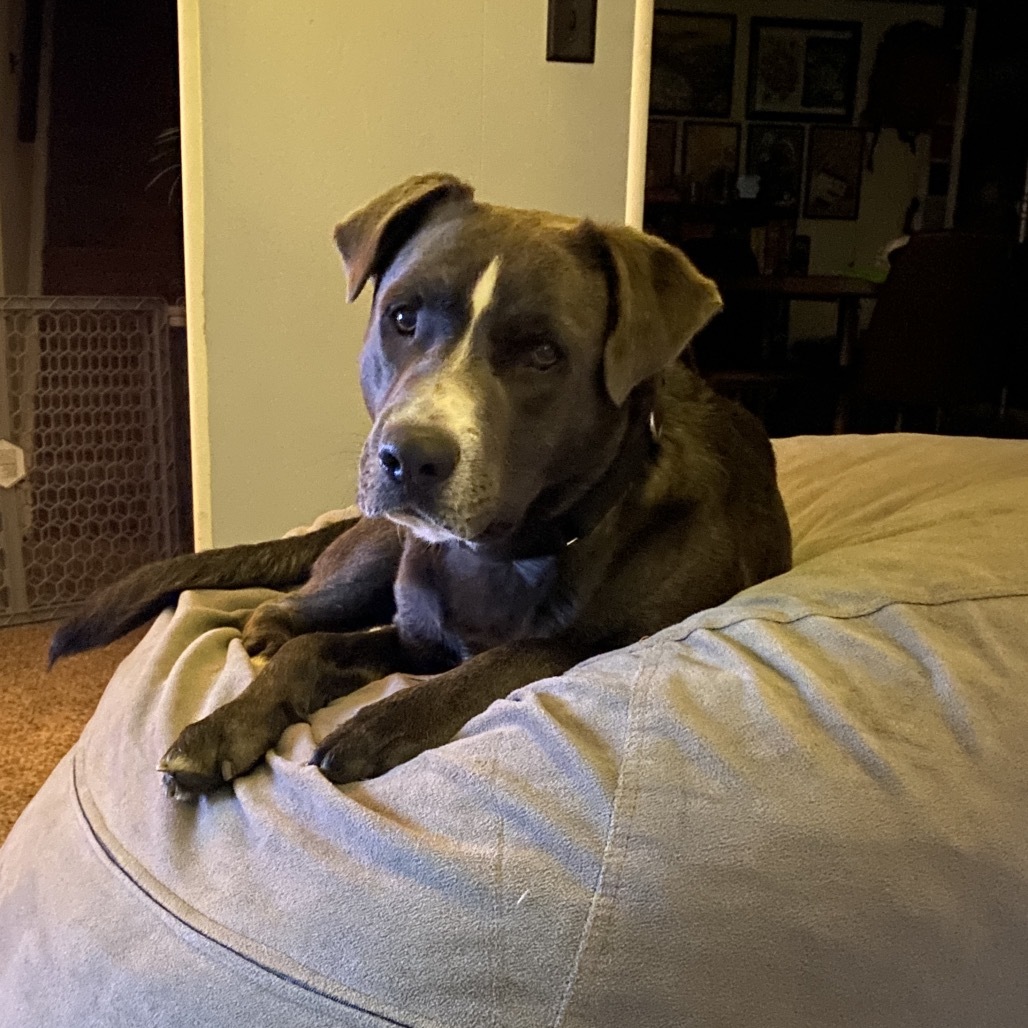 Blue, an adoptable Black Labrador Retriever, Mixed Breed in Rochester, MN, 55903 | Photo Image 6