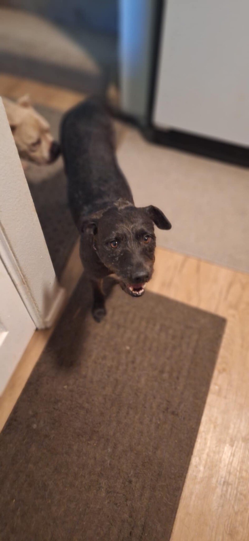 Nevaeha, an adoptable Terrier, Mixed Breed in Windsor, CO, 80550 | Photo Image 1