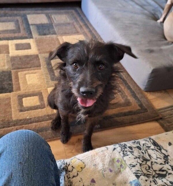 Nevaeha, an adoptable Schnauzer, Mixed Breed in Windsor, CO, 80550 | Photo Image 2