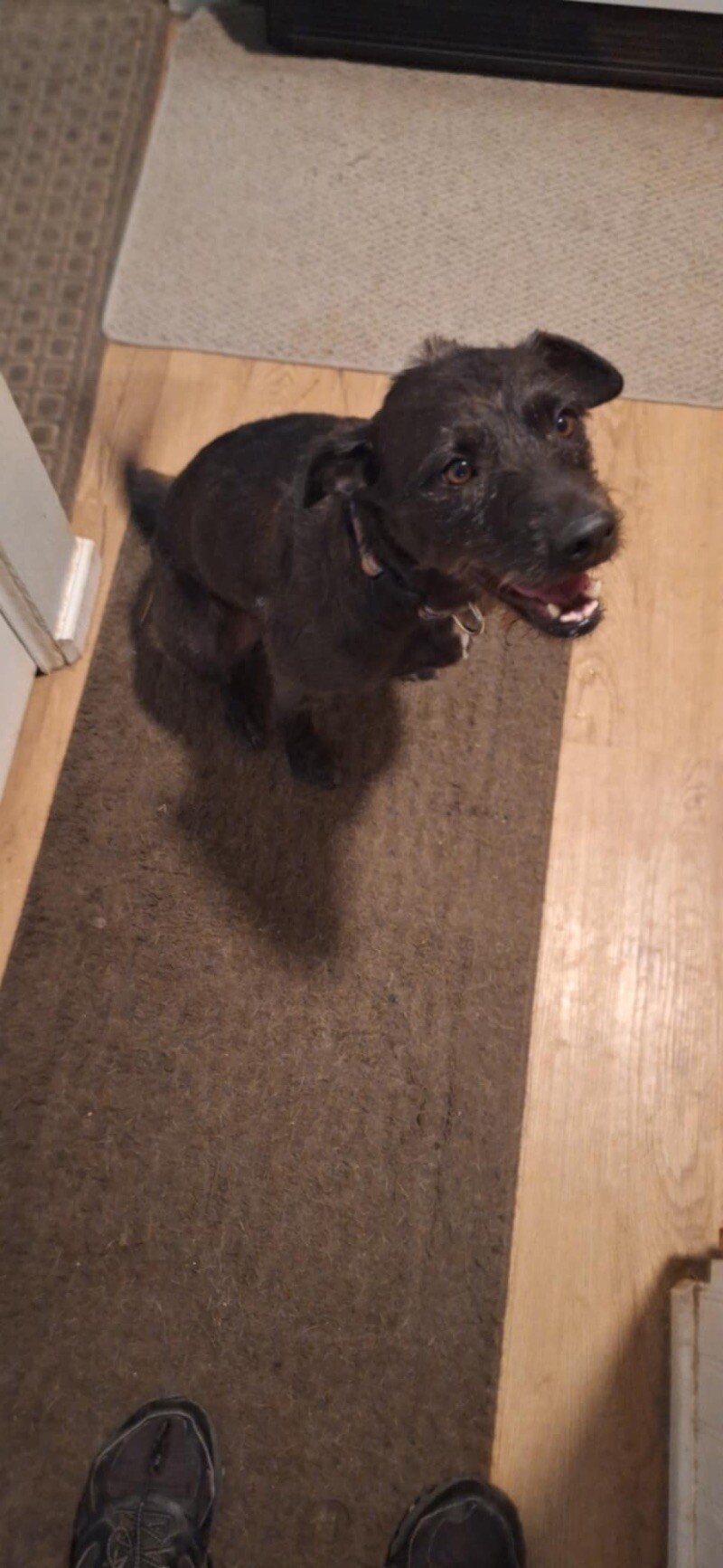 Nevaeha, an adoptable Schnauzer, Mixed Breed in Windsor, CO, 80550 | Photo Image 2