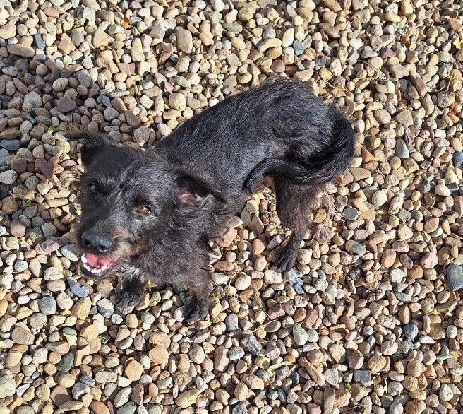 Nevaeha, an adoptable Terrier, Mixed Breed in Windsor, CO, 80550 | Photo Image 3