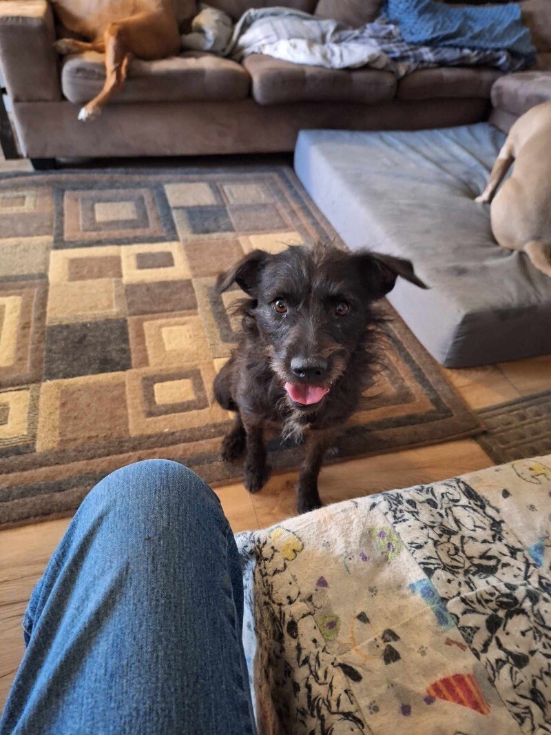 Nevaeha, an adoptable Terrier, Mixed Breed in Windsor, CO, 80550 | Photo Image 5