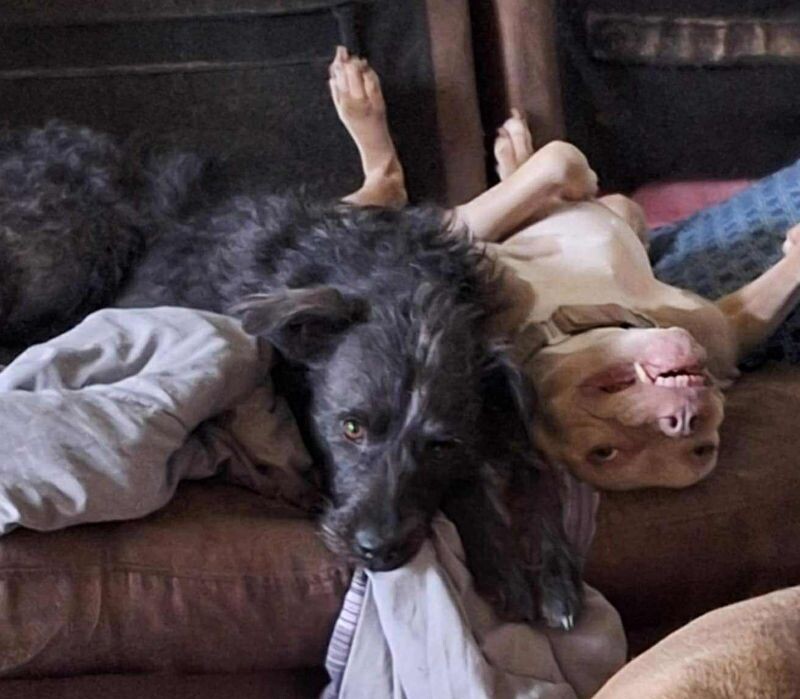 Nevaeha, an adoptable Terrier, Mixed Breed in Windsor, CO, 80550 | Photo Image 5