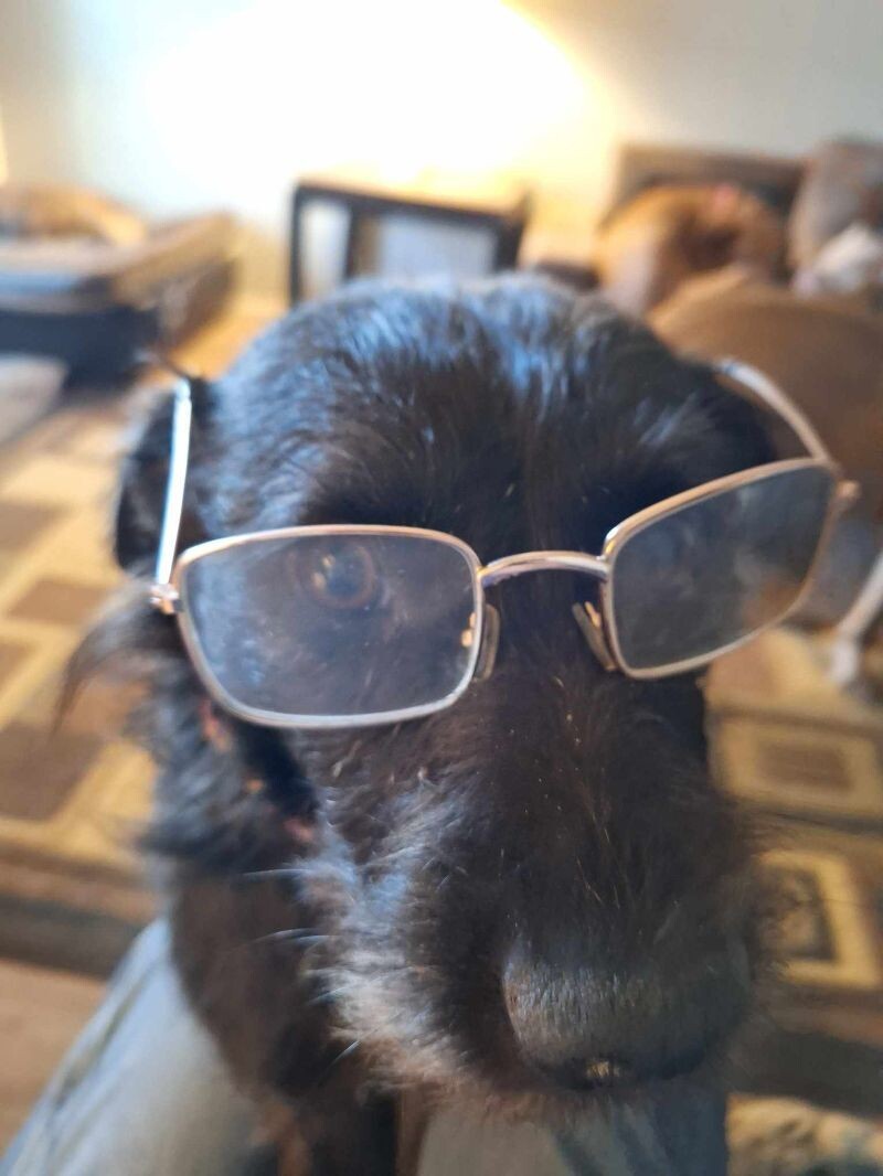 Nevaeha, an adoptable Terrier, Mixed Breed in Windsor, CO, 80550 | Photo Image 6