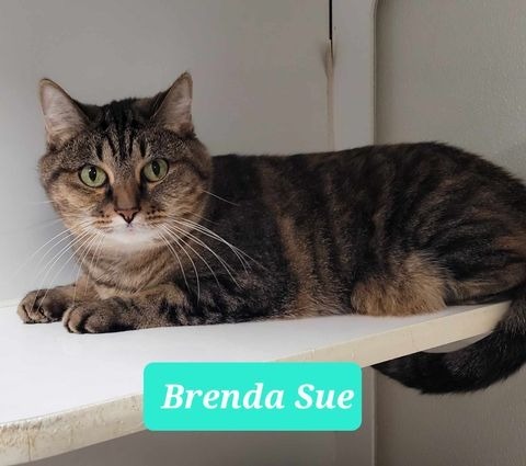 Brenda Sue