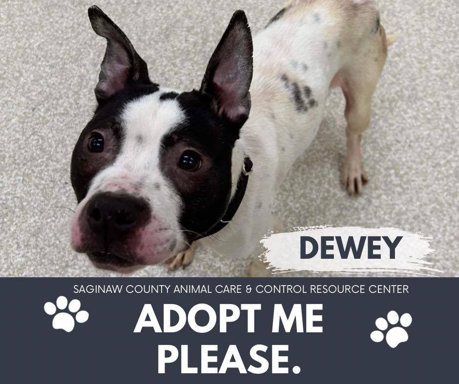 DEWEY