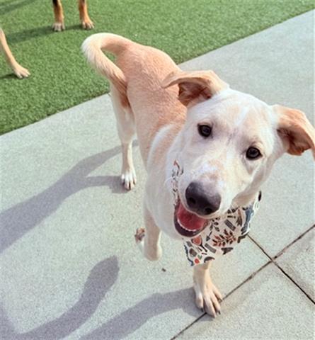 OLIVER, an adoptable Labrador Retriever, Akbash in San Martin, CA, 95046 | Photo Image 1