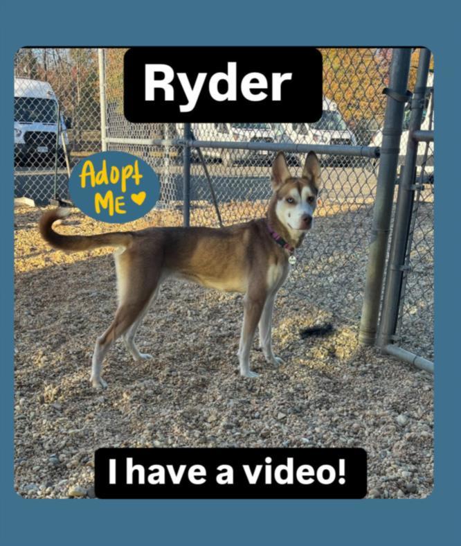 RYDER