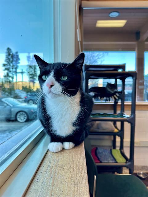 ESTES, an adoptable Domestic Short Hair in Frisco, CO, 80443 | Photo Image 1