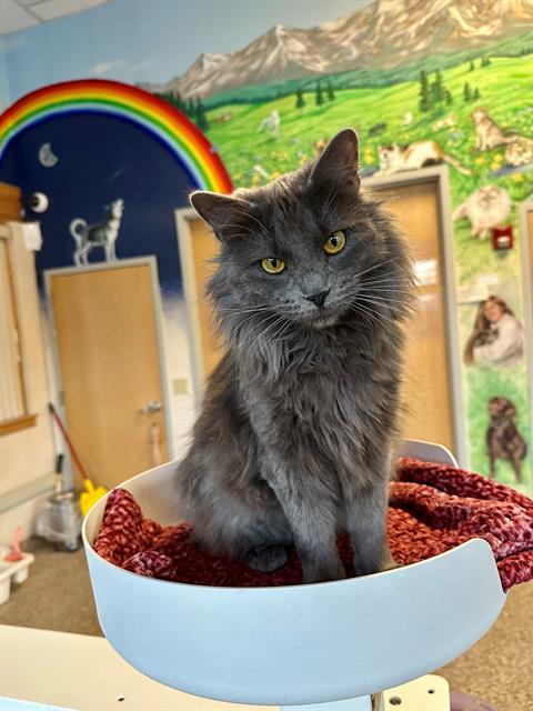 CHURCH, an adoptable Domestic Medium Hair in Frisco, CO, 80443 | Photo Image 1