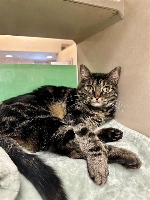 AYLA, an adoptable Domestic Short Hair in Frisco, CO, 80443 | Photo Image 1