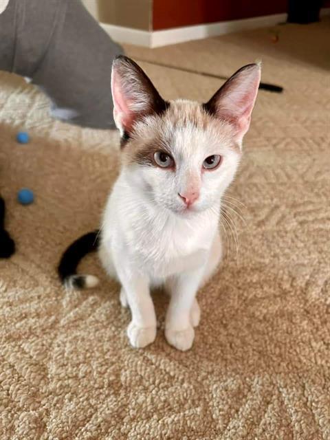 SMORESY, an adoptable Snowshoe in Saint Peters, MO, 63376 | Photo Image 1