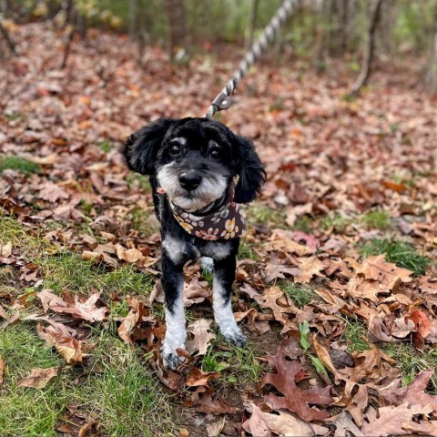 Fireball, an adoptable Cockapoo in Lyndhurst, VA, 22952 | Photo Image 1