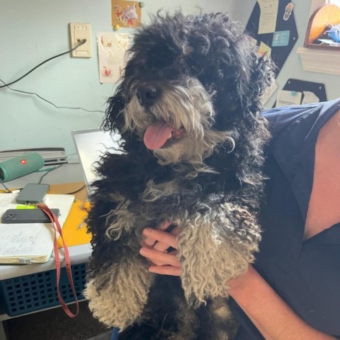 Fireball, an adoptable Cockapoo in Lyndhurst, VA, 22952 | Photo Image 2