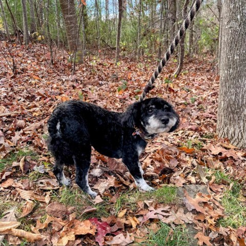 Fireball, an adoptable Cockapoo in Lyndhurst, VA, 22952 | Photo Image 4