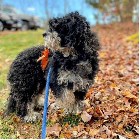 Fireball, an adoptable Cockapoo in Lyndhurst, VA, 22952 | Photo Image 5