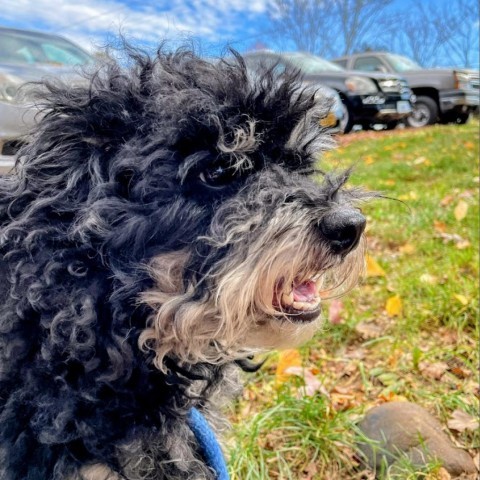 Fireball, an adoptable Cockapoo in Lyndhurst, VA, 22952 | Photo Image 6