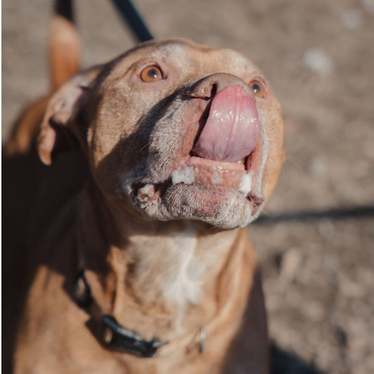 Diego