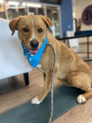 LOLA, Adult Female Labrador Retriever