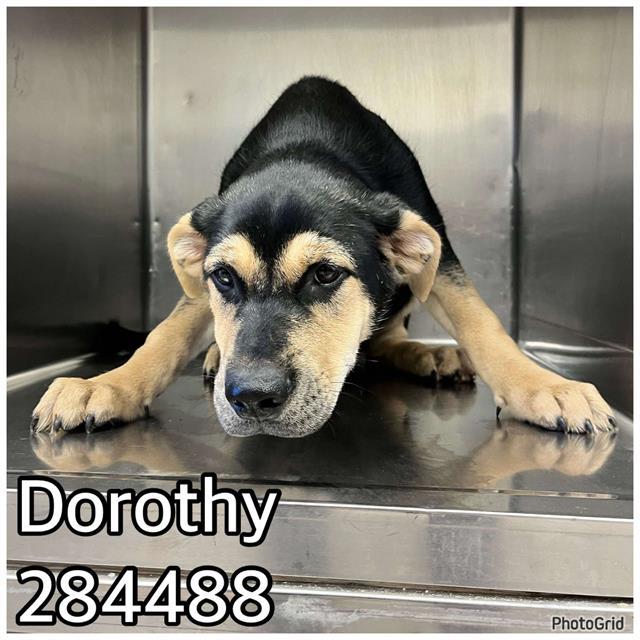 DOROTHY 1