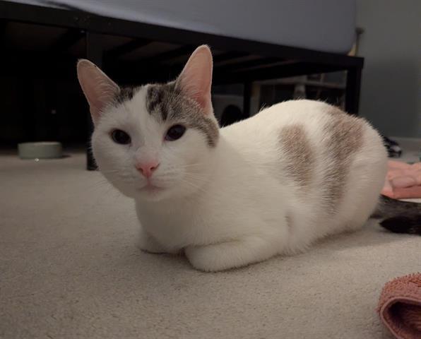 SHELBY, an adoptable Snowshoe, Domestic Short Hair in Raleigh, NC, 27603 | Photo Image 1