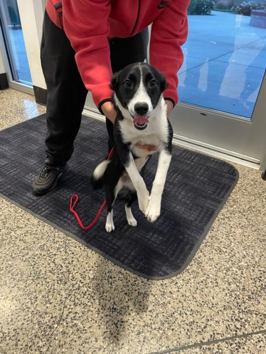Dog for adoption a043835 a border collie in tracy ca petfinder