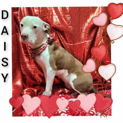Daisy G