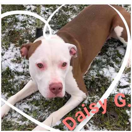 Daisy G