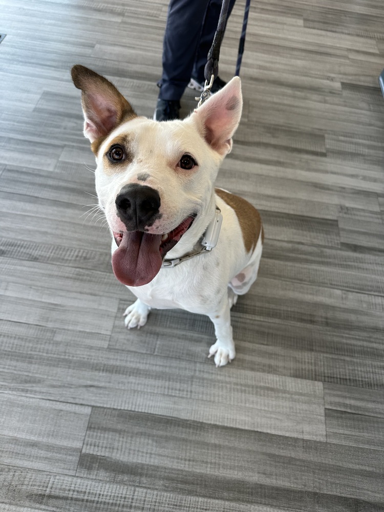 Hambone, an adoptable Mixed Breed in Rapid City, SD, 57702 | Photo Image 1