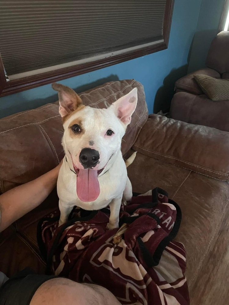 Hambone, an adoptable Mixed Breed in Rapid City, SD, 57702 | Photo Image 3