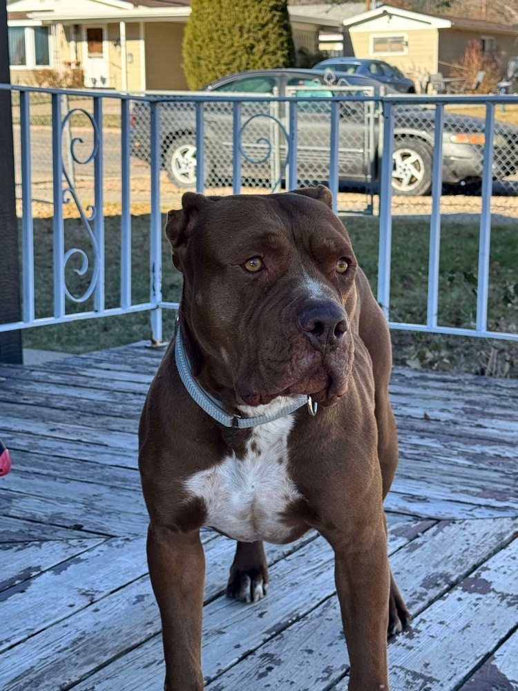 Canelo, an adoptable American Staffordshire Terrier in Rapid City, SD, 57702 | Photo Image 1