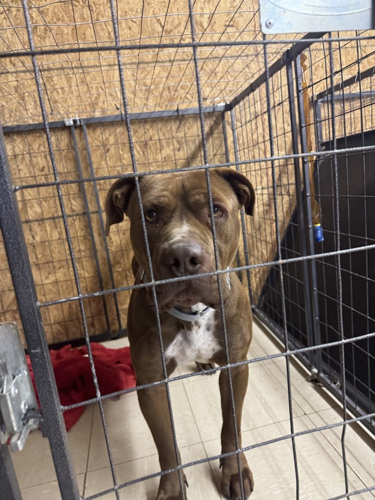 Canelo, an adoptable American Staffordshire Terrier in Rapid City, SD, 57702 | Photo Image 2