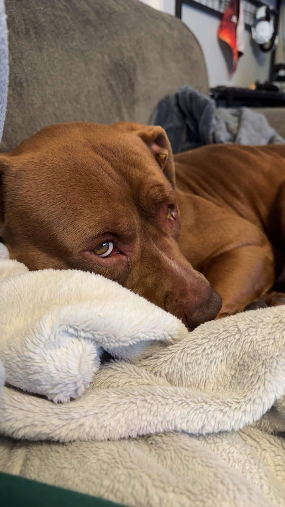 Canelo, an adoptable American Staffordshire Terrier in Rapid City, SD, 57702 | Photo Image 3