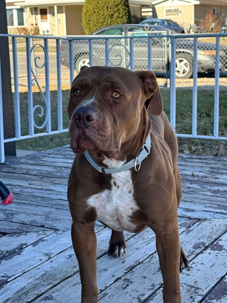 Canelo, an adoptable American Staffordshire Terrier in Rapid City, SD, 57702 | Photo Image 5