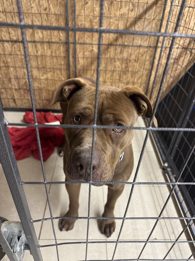 Canelo, an adoptable American Staffordshire Terrier in Rapid City, SD, 57702 | Photo Image 6