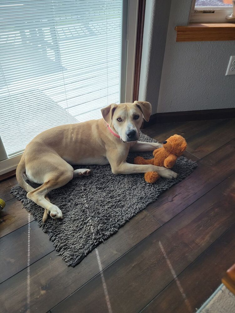 Gwen, an adoptable Mixed Breed in Rapid City, SD, 57702 | Photo Image 1